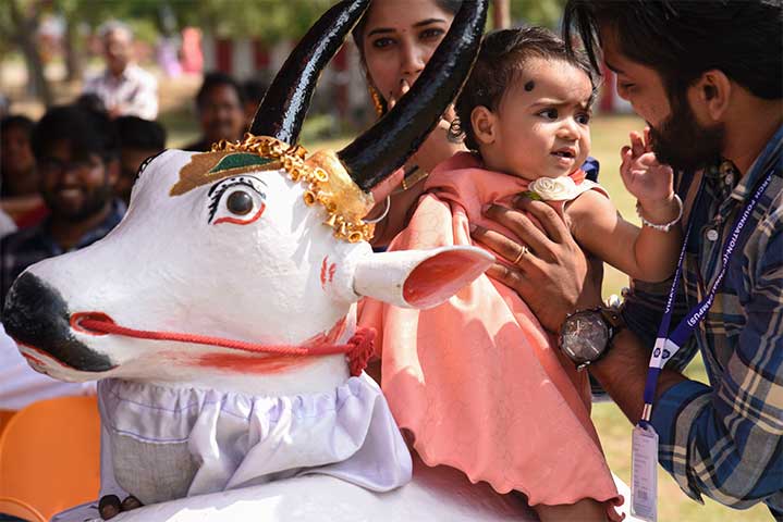 Little girl on bull in AVIT Pongal Celebration- 2019

